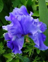 Bearded Iris Reblooming - Dashing (Blue)
